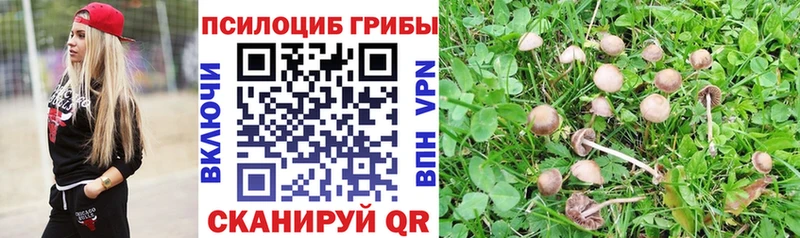 Купить  Кодинск  Псилоцибиновые грибы Psilocybine cubensis 